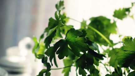 cilantro